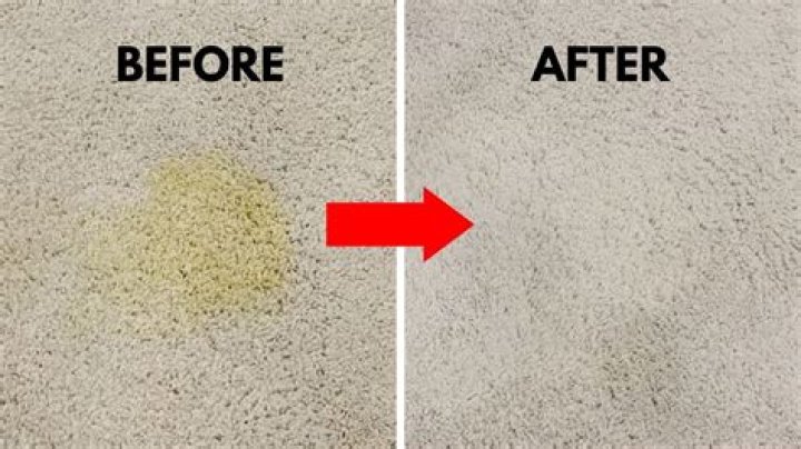 Urine Stain Removal From Carpets